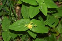 Hypericum androsaemum