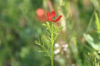 Adonis annua