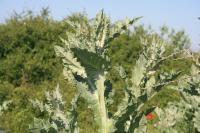 Onopordum acanthium