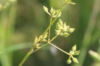 Anthriscus caucalis