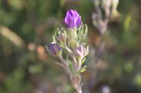 Legousia speculum-veneris