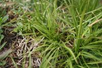 Carex humilis