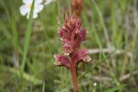 Orobanche minor