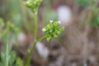 Valerianella eriocarpa