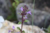Ziziphora acinos
