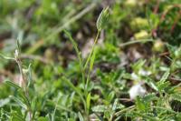 Bupleurum baldense