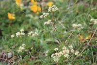 Trinia glauca