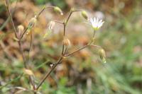 Cerastium semidecandrum