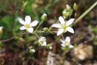 Arenaria controversa