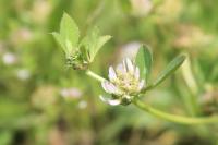 Trifolium glomeratum