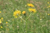 Crepis biennis