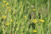 Ranunculus ophioglossifolius