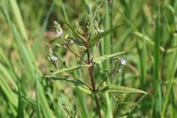 Veronica catenata