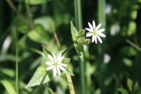 Stellaria aquatica