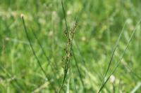 Juncus compressus