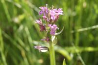 Dactylorhiza incarnata