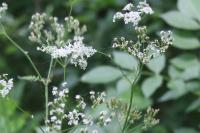 Anthriscus sylvestris