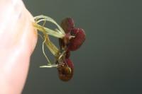 Spirodela polyrhiza