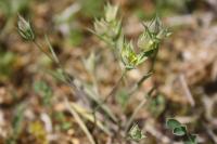 Bupleurum baldense