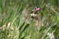 Lathyrus linifolius