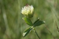 Trifolium ochroleucon