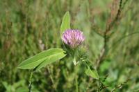 Trifolium medium