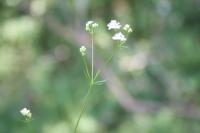 Galium pumilum