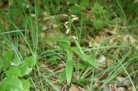Cephalanthera longifolia
