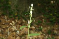 Cephalanthera damasonium