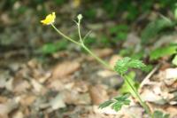 Ranunculus serpens