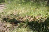 Festuca filiformis
