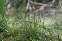 Eleocharis multicaulis