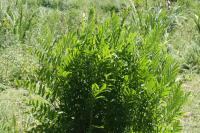 Galega officinalis