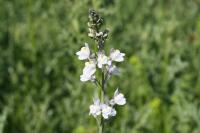 Linaria repens