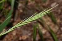 Brachypodium sylvaticum