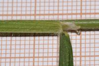 Brachypodium sylvaticum