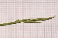 Brachypodium rupestre