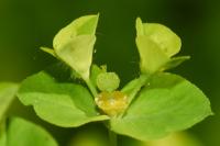 Euphorbia stricta