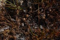 Pilularia globulifera