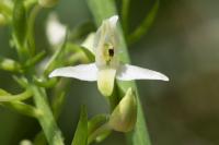 Platanthera bifolia