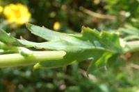 Glebionis segetum