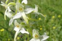 Platanthera bifolia