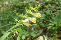 Melampyrum pratense