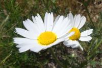 Tripleurospermum inodorum