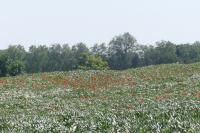 Papaver rhoeas