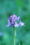 Anacamptis pyramidalis