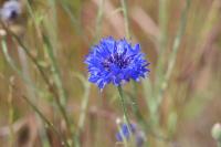 Cyanus segetum