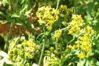 Galium verum