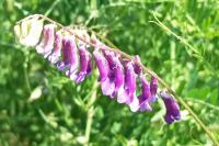 Vicia dasycarpa