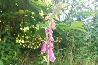 Digitalis purpurea